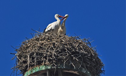 Storks in their nest of branches